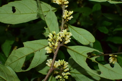 Maesa japonica