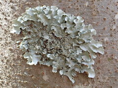 Parmotrema tinctorum