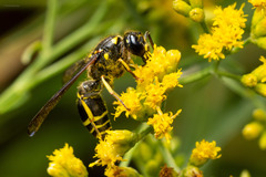 Ancistrocerus antilope