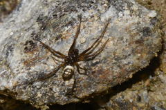 Steatoda albomaculata