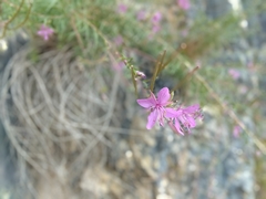 Chamaenerion dodonaei