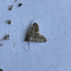 Parapoynx badiusalis