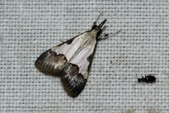 Autocharis jacobsalis