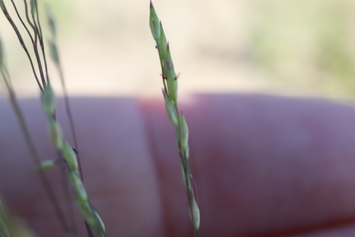 Image of Panicum flexile by (c) Henry "Nick" Robertson, some rights reserved (CC BY-SA)
