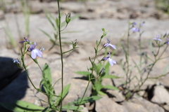 Lobelia kalmii
