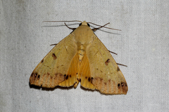 Ophiusa