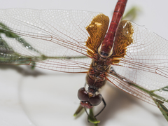 Tramea stenoloba