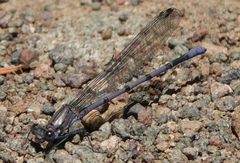 Argia tonto