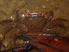 Gecarcinucidae