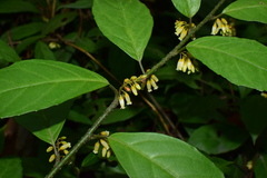 Maesa japonica