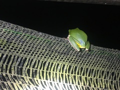 Hyla chinensis