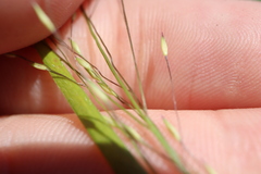 Panicum flexile