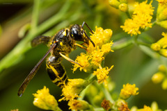 Ancistrocerus antilope