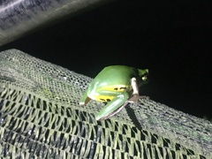 Hyla chinensis