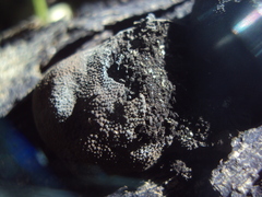 Hypoxylaceae