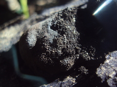 Hypoxylaceae
