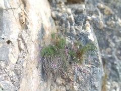 Chamaenerion dodonaei