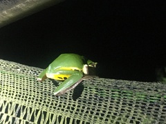 Hyla chinensis