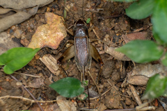 Teleogryllus mitratus