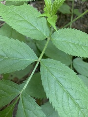 Sambucus racemosa