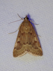 Achyra rantalis