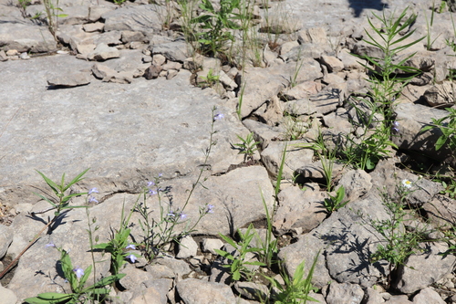 Image of Panicum flexile by (c) Henry "Nick" Robertson, some rights reserved (CC BY-SA)