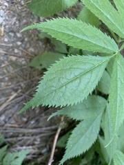 Sambucus racemosa