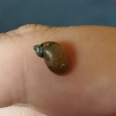 Succinea putris