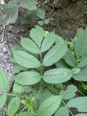 Sambucus racemosa