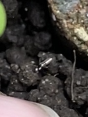 Lepidocyrtus paradoxus