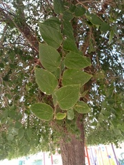 Celtis reticulata
