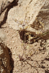 Polemoniaceae