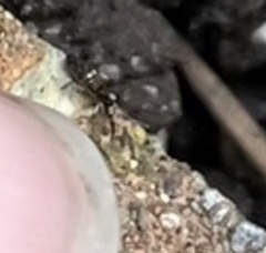 Lepidocyrtus paradoxus