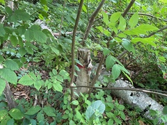 Phellodendron amurense