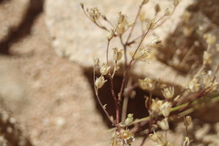 Polemoniaceae