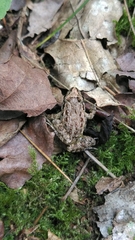 Discoglossus galganoi