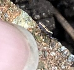 Lepidocyrtus paradoxus