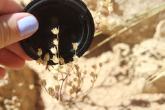 Polemoniaceae