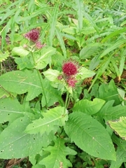 Cirsium oleraceum