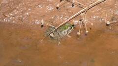 Pelophylax
