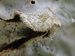 Parmotrema tinctorum