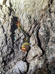 Scolopendra mutilans