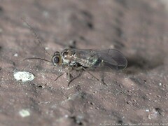 Blastopsocus variabilis