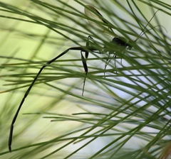 Pelecinus polyturator