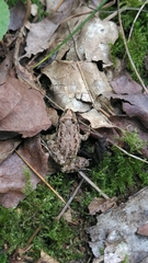 Discoglossus galganoi