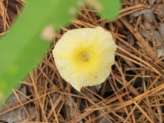 Leucocoprinus fragilissimus