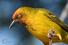 Ploceus capensis
