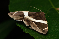 Bastilla crameri
