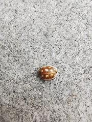 Coccinellinae