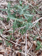 Berberis trifoliolata